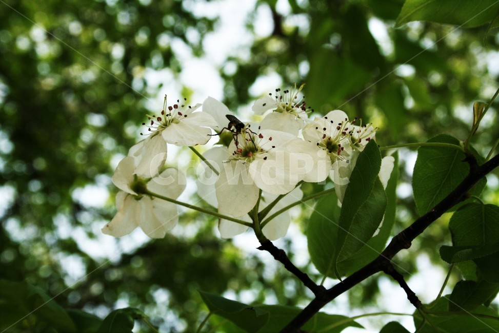 아그배나무,아그배나무꽃,장미과,사과나무속,애기사과,정원수,나무,식물,자연,plants,nature,꽃,flower