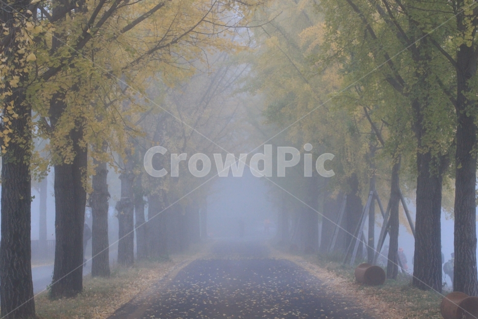 문광저수지,은행나무,길,안개,새벽,가을,계절,fall,autumn,season,자연,풍경,nature,landscape,한국자연풍경,한국자연경관,korea nature landscape,식물,plants,나무,trees,wood,weather,날씨,outdoors,옥외