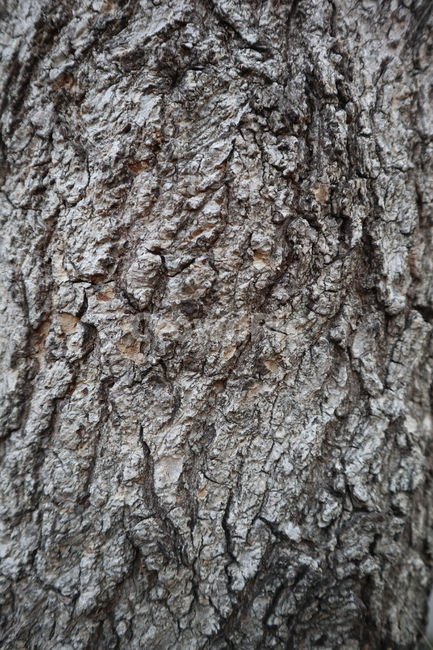 나무줄기,나무껍질,나무기둥,나무,나무기둥모습,나무,trees,wood,텍스처,질감,패턴,texture,pattern