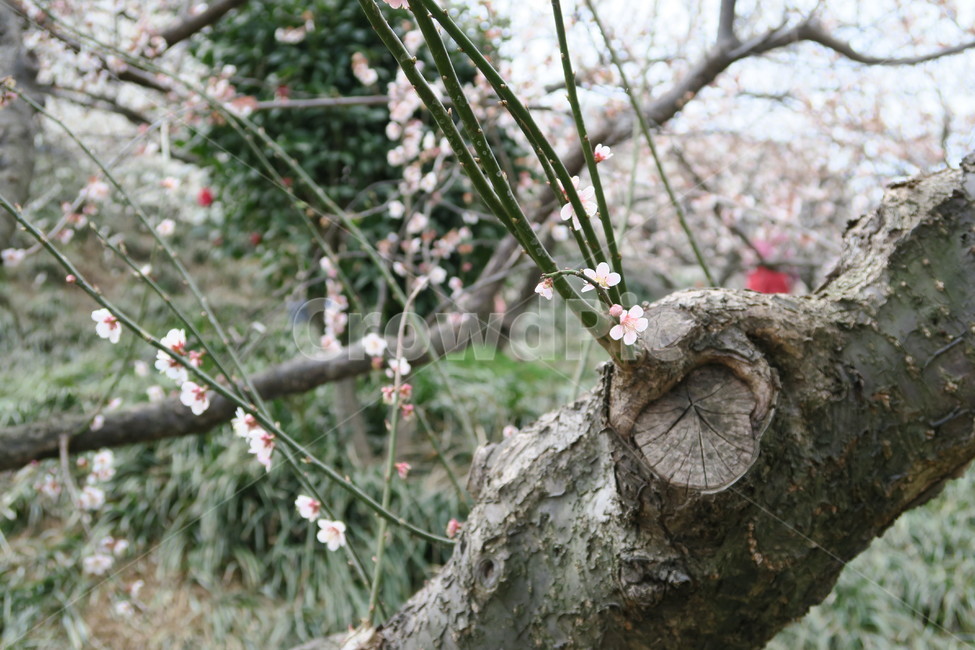 매화,매화축제,봄,꽃,3월,식물,자연,plants,nature,나무,trees,wood
