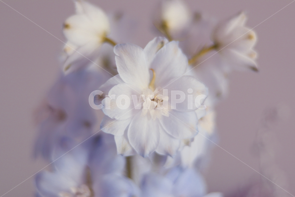 plant,식물,flower,blossom,꽃,geranium,제라늄,델피늄,꽃다발,꽃,flower