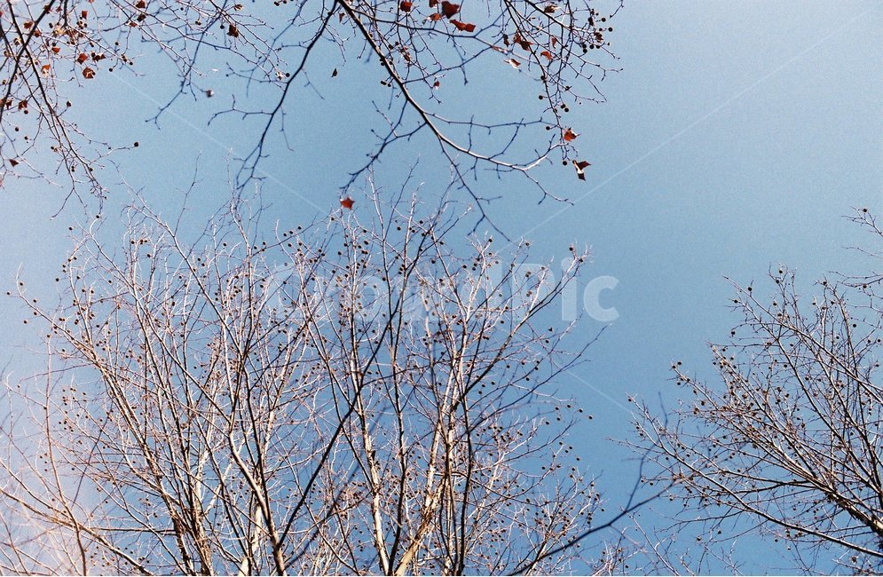 나무,하늘,겨울,풍경,쾌청,겨울,계절,winter,season,식물,자연,plants,nature,나무,trees,wood