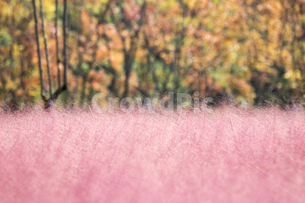핑크뮬리,뮬리,분홍갈대,꽃,식물,자연,가을,풍경,경치,단풍,가을,계절,fall,autumn,season