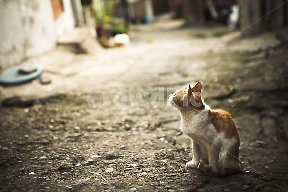 고양이,길고양이,동물,따듯함,cat,animal,동물,animal,포유류,mammal,고양이,cat,kitten,kitty,감성,sensible,feeling