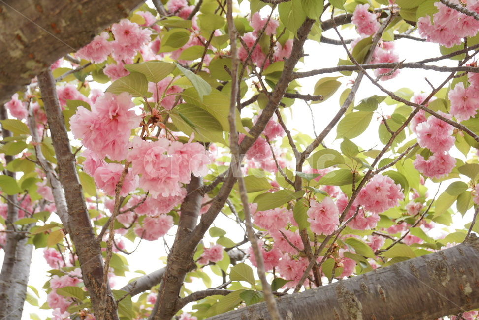 벚꽃,겹볒꽃,봄,꽃,봄꽃,봄,계절,spring,season,식물,자연,plants,nature,꽃,flower,plant,blossom,cherry blossom