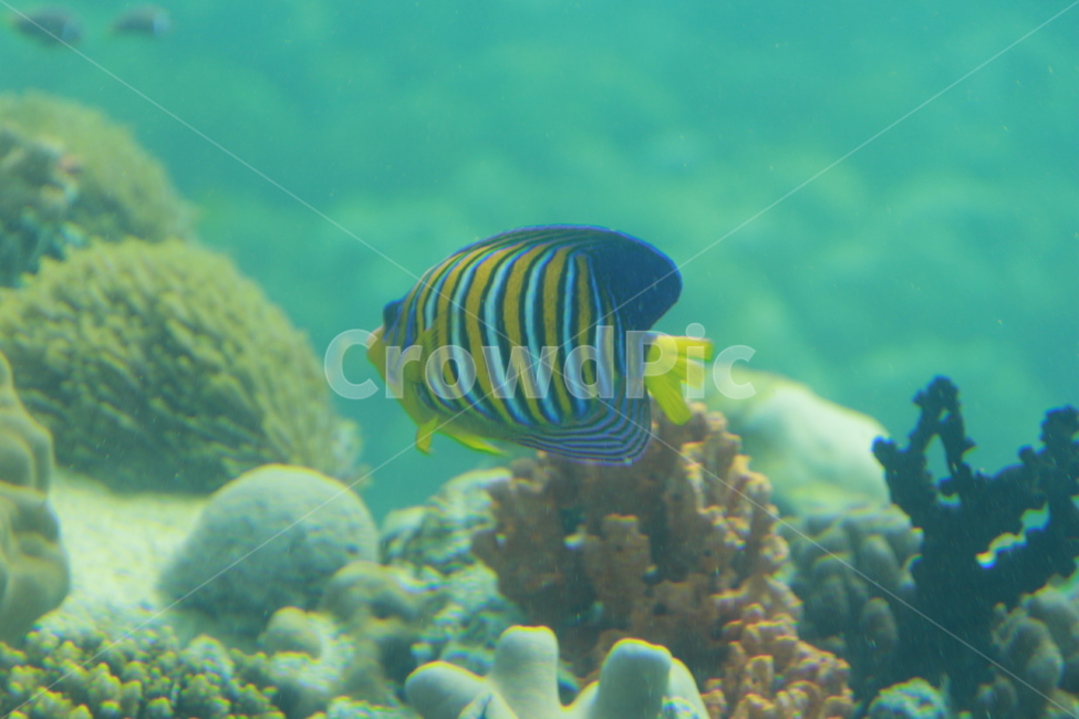 물고기,바다,열대어,fish,sea