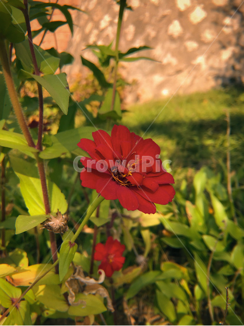 식물,꽃,blossom,flower,자연,식물,자연,plants,nature,꽃,flower