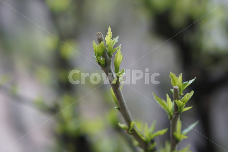 새싹,봄,초록색,피려고함,꽃피기전,봄,계절,spring,season,식물,자연,plants,nature,plant
