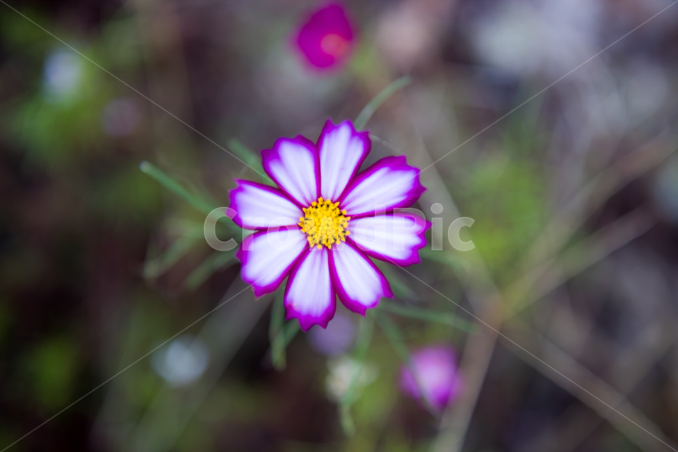 식물,꽃,코스모스,가을꽃,flower,cosmos,식물,자연,plants,nature,꽃,flower