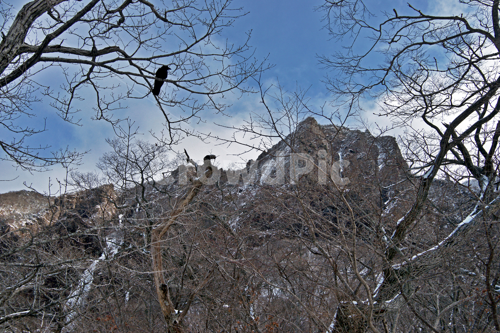 한라산,제주도,영실코스,눈,겨울,영실기암,겨울,계절,winter,season,자연,풍경,nature,landscape,bird,새,animal,동물,tree,나무,plant,식물,outdoors,옥외