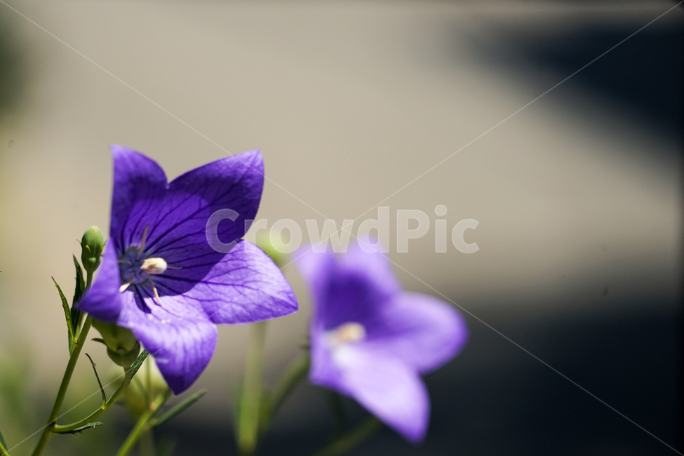 꽃,plant,식물,flower,도라지,platycodongrandiflorum,식물,자연,plants,nature,꽃,flower