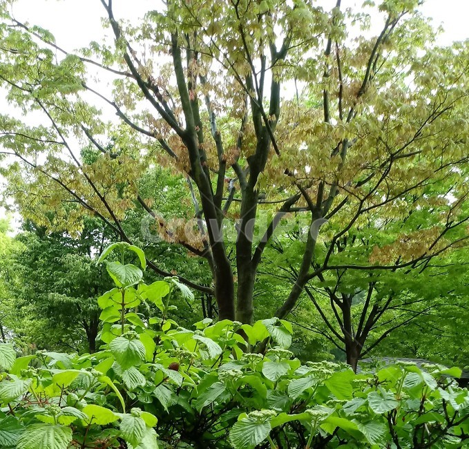 나무,자연,식물,초록,덜꿩나무,숲,풍경
