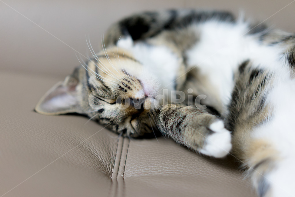 고양이,야옹이,cat,코리안숏헤어,동물,애용,애옹,애교,귀여움,귀엽다,애완,반려,반려동물