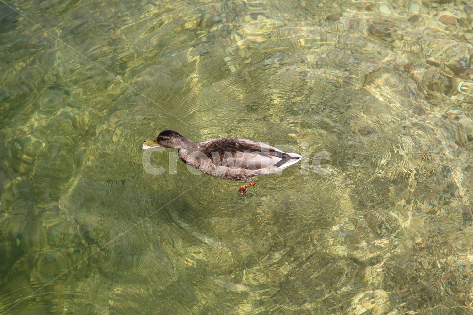 오리,duck,동물,animal,조류,수중생물