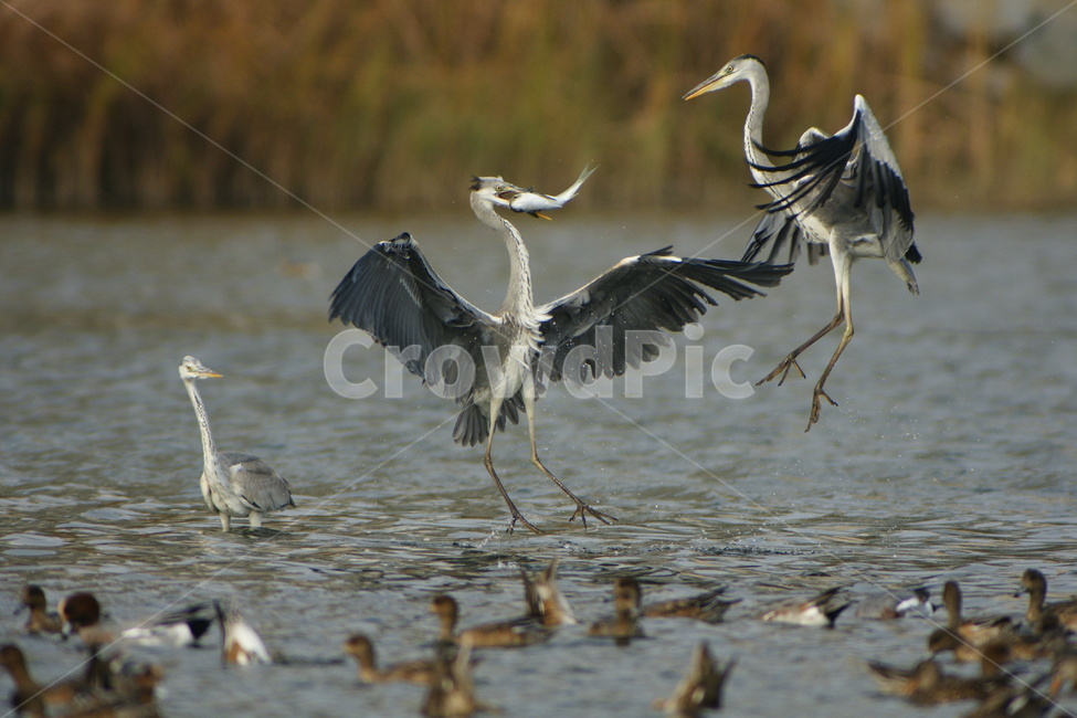 왜가리,결투,조류,텃새,형산강,동물,animal,조류,새,birds