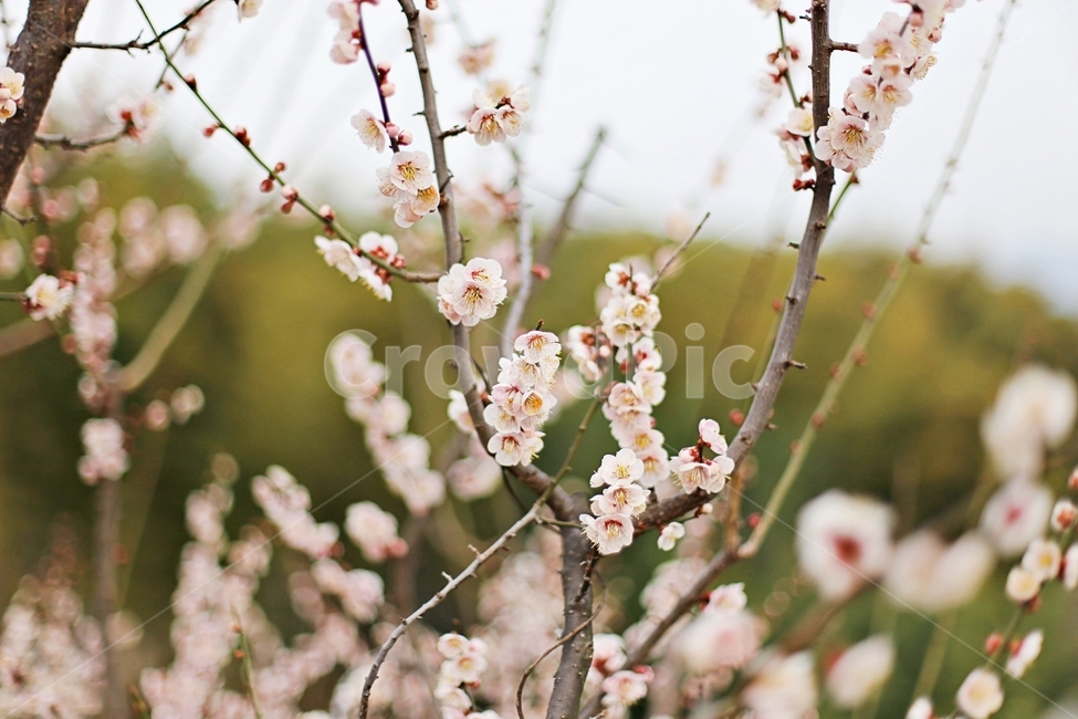 hadong,하동,매화축제,매화,매화꽃,꽃,flower,봄,계절,spring,season,식물,자연,plants,nature,꽃,flower,plant,blossom