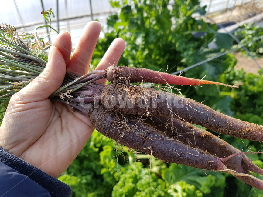 농부,농사,농작물,농산물,채소,야채,뒷모습,일하는모습,귀농,자연,텃밭,밭일