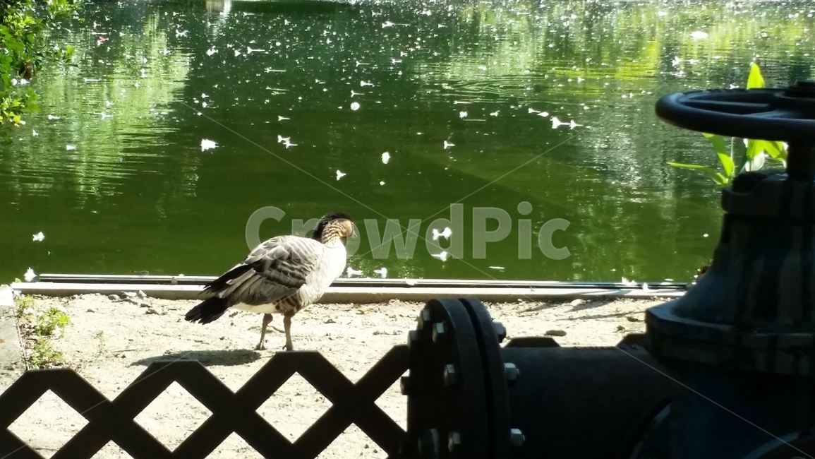 새,물가,bird,공원,홍콩,도심공원,나무,park,tree,햇빛,쉼,휴식,산책