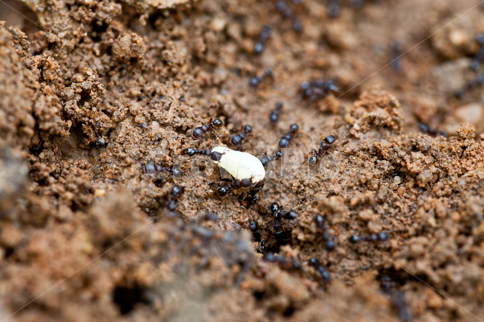 ant,ant pupa,queen pupa,ant egg,ergate,Ant starvation,wrinkled ants