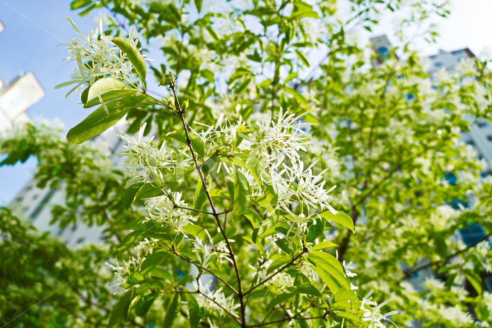 꽃,자연,접사,녹색,힐링,신선함,season,plantsnature,flower,sensiblefeeling,색깔,색상,색채,색감,colorsense,colorsensitivity,feelingofcolor,감성,평온함