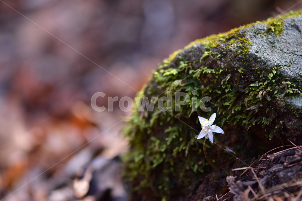 너도바람꽃,야생화,봄,꽃,풀꽃,자연,식물,식생,감성,힐링,plants,nature,spring,season,flower,emotion,feeling,흰색,초본,너도바람꽃속