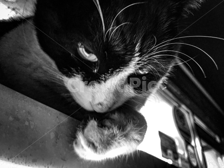 흑백사진,길고양이,동물,대비강한,고양이,pet,animal,cat,애완동물,동물,animal,포유류,mammal,고양이,cat,kitten,kitty,흑백,모노톤,monochrome,black and white