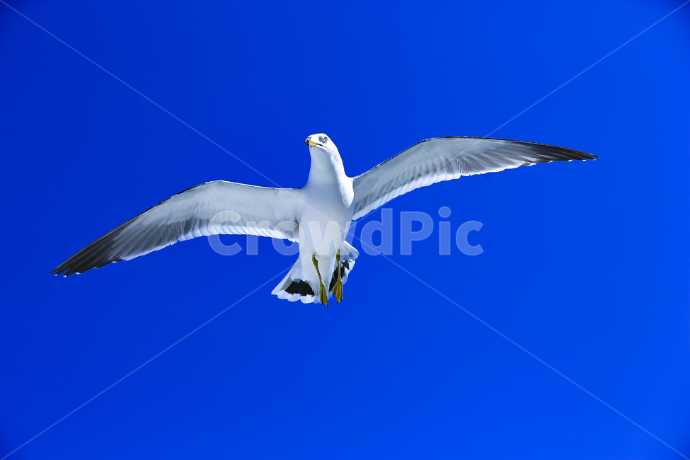 갈매기,조류,새,동물,날개,사냥,하늘,부리,bird,mewgull,commongull,부산갈매기,괭이갈매기,동물,animal,조류,새,birds