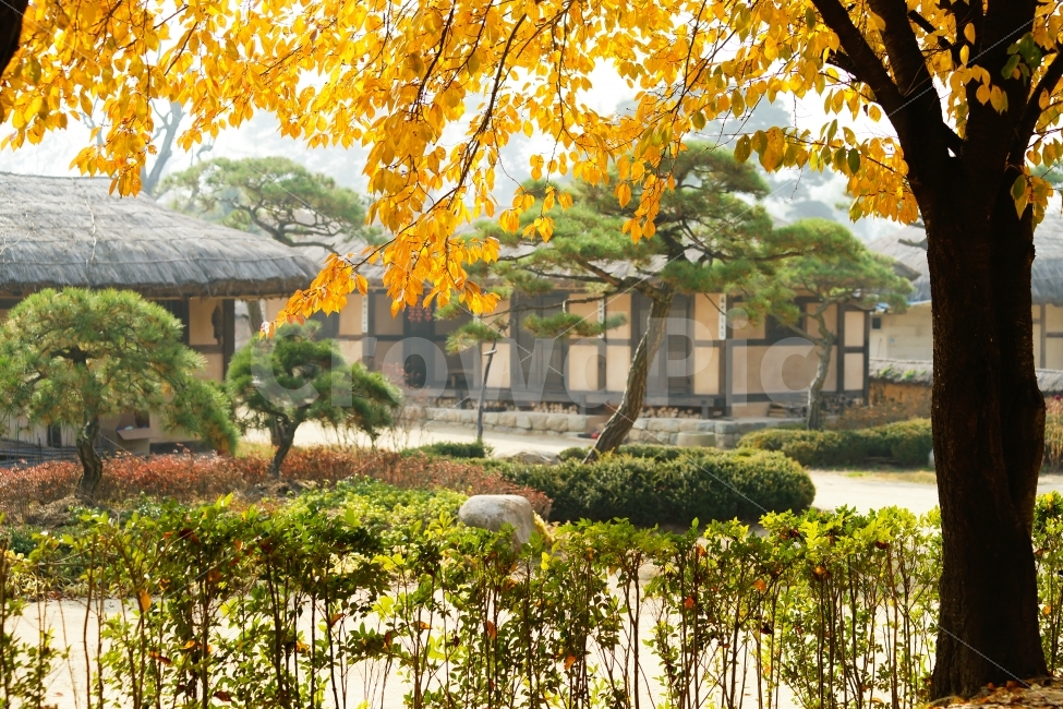 한국전통,안동,하회마을,가을,초가집,한국전통,한국문화,korean traditional,korean culture,자연,풍경,nature,landscape,가을,계절,fall,autumn,season,시골,마을,country,rural,town,tree,나무,plant,식물