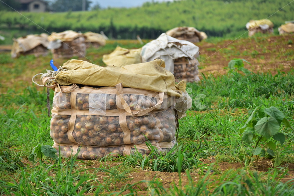 양파,양파수확,양파밭,양파농사,농사,농촌,밭,톤백,onionfield,farming,field,onion,산업,industry,industrial,농업,농사,agriculture,farming,farming industry