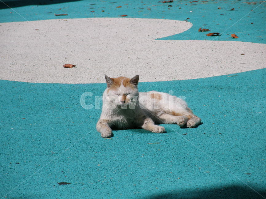 고양이,길고양이,놀이터,햇빛,휴식