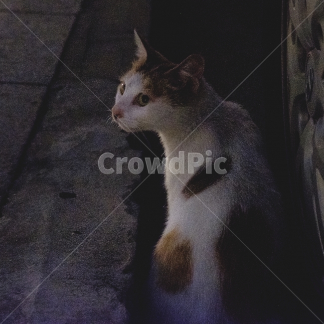 고양이,길거리,근접,동물,저녁,밤,동물,animal,포유류,mammal,고양이,cat,kitten,kitty