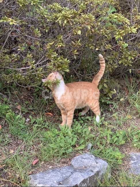 고양이,캣,포유류,동물,길냥이,펫,pet,animal,cat,mammal,귀여운,길고양이,kitty,동물,animal,포유류,mammal,고양이,cat,kitten,kitty