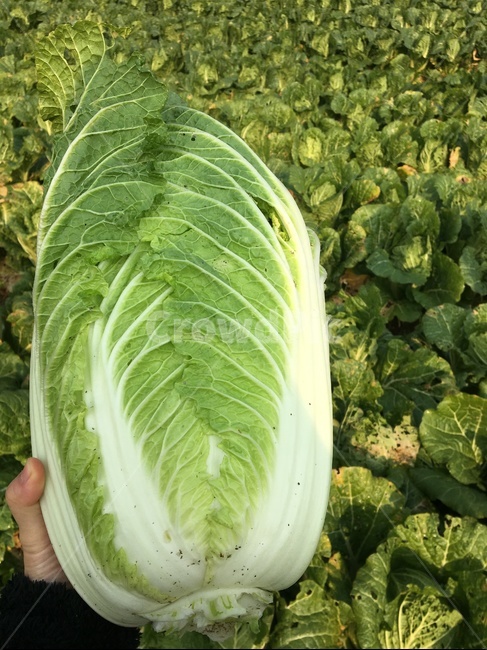 배추,배추밭,김장,농사,농ㅈㅇ,자연,자연,풍경,nature,landscape,음식,식재료,요리,food,cook,meal,dishes,food reserves,채소,야채,vegetables,plant,식물