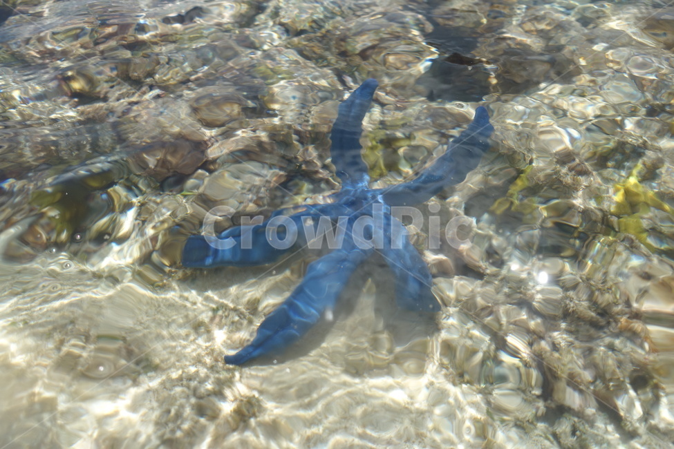 해양생물,불가사리,sealife,동물,animal,바다