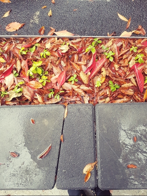 가을,단풍,갈색,도심속자연,계절,포근한,따뜻한,가을,계절,fall,autumn,season,plant,식물,leaf,잎