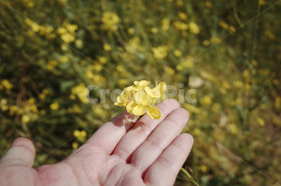 유채꽃,유채,노란꽃,봄,봄꽃,flower,yellow,spring,person,사람,human,인간,손,hand,봄,계절,spring,season