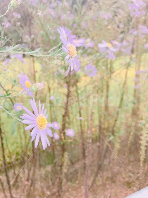 꽃,시골,자연,가을,flower,nature,natural,가을,계절,fall,autumn,season,식물,자연,plants,nature,꽃,flower,감성,sensible,feeling,plant
