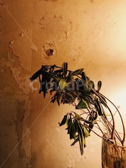 식물,주광,느낌,분위기,빈티지,식물,자연,plants,nature,인테리어,실내디자인,interior design