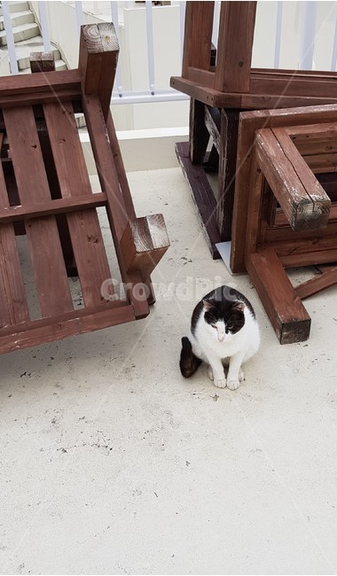 오키나와,고양이,길고양이,다소곳,귀여운,얌전한,꼬리,혼자,무념무상,반려묘