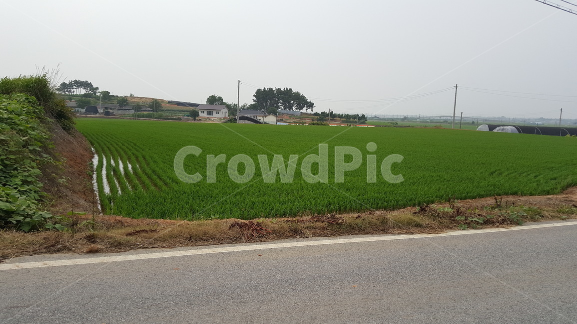 논,전주,벼,곡식,여름,시골,마을,풍경,landscape,country,rural,town