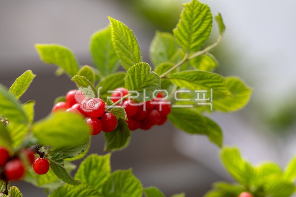 앤두,앵두나무,나무,열매,빨강,다발,접사,신선한,잎