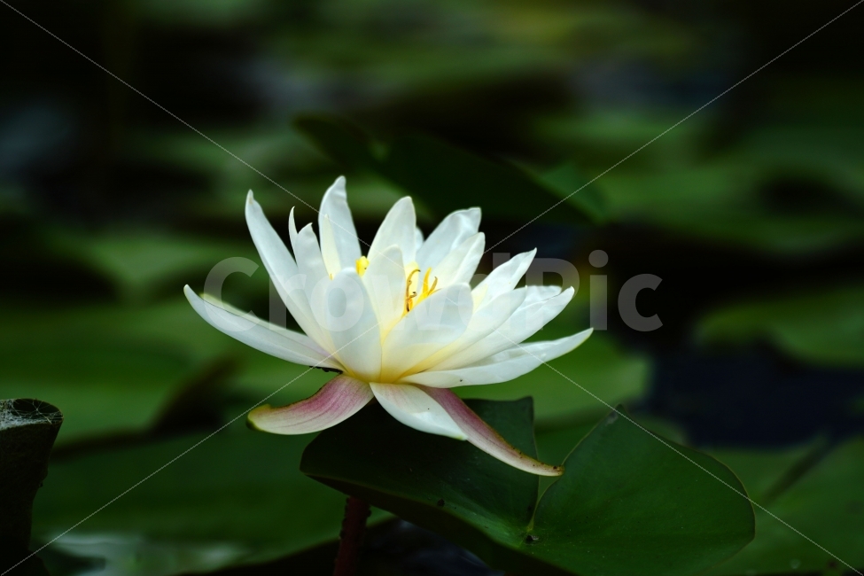 연꽃,연꽃잎,식물,자연,연못,수련,물꽃,수초,플라워,꽃사진,flower,nature,공원,수생식물,감성,감성사진,힐링,힐링사진,한국의자연,한국자연,한국풍경,여름꽃,스냅,스냅사진,스넵,스넵사진,snap,snapshot,plant,plants,정원,식물,자연,plants,nature,꽃,flower