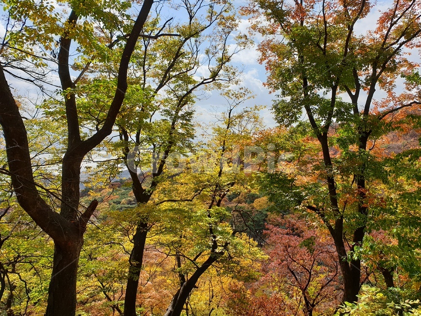 tree,나무,식물,단풍,은행,가을,계절,fall,autumn,season,plant,tree trunk,나무 줄기