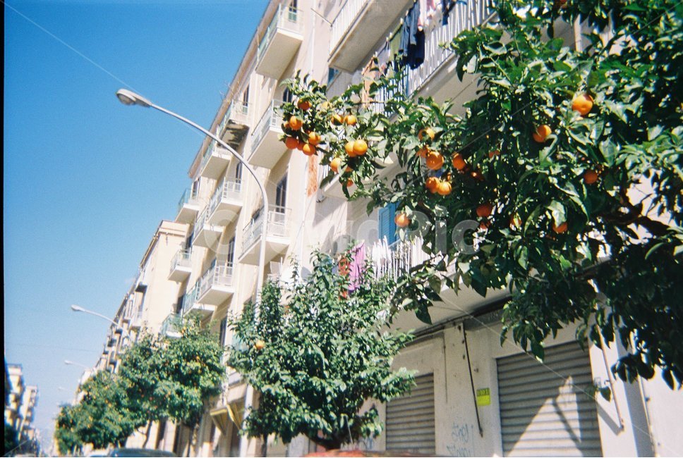 오렌지나무,길거리,가로수,자연,나무,하늘,구름,맑은날,풍경,tree,나뭇가지,green,sky,여름,summer,햇살,sun,sunlight,orange,orangetree,street,sunny,house,가로등,blue,이국적인,이탈리아,유럽,열대,건축물,건물외관,exterior,building,structure,architecture,construction