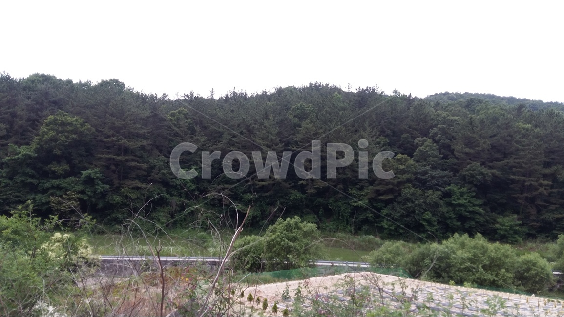 꽃,논,나무,시골,산책길,자연,풍경,nature,landscape,tree,plant,식물,conifer,구과 식물,fir,전나무