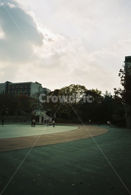 운동장,학교,하늘,나무,가을,schoolyard,school,sky,tree,fall