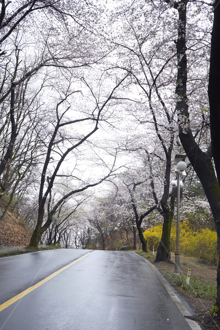 벚꽃,봄꽃,벚꽃터널,봄의전령사,벚꽃군락,벚나무,봄,계절,spring,season,자연,풍경,nature,landscape,road,도로,asphalt,아스팔트,freeway,고속 도로,highway,고속도로