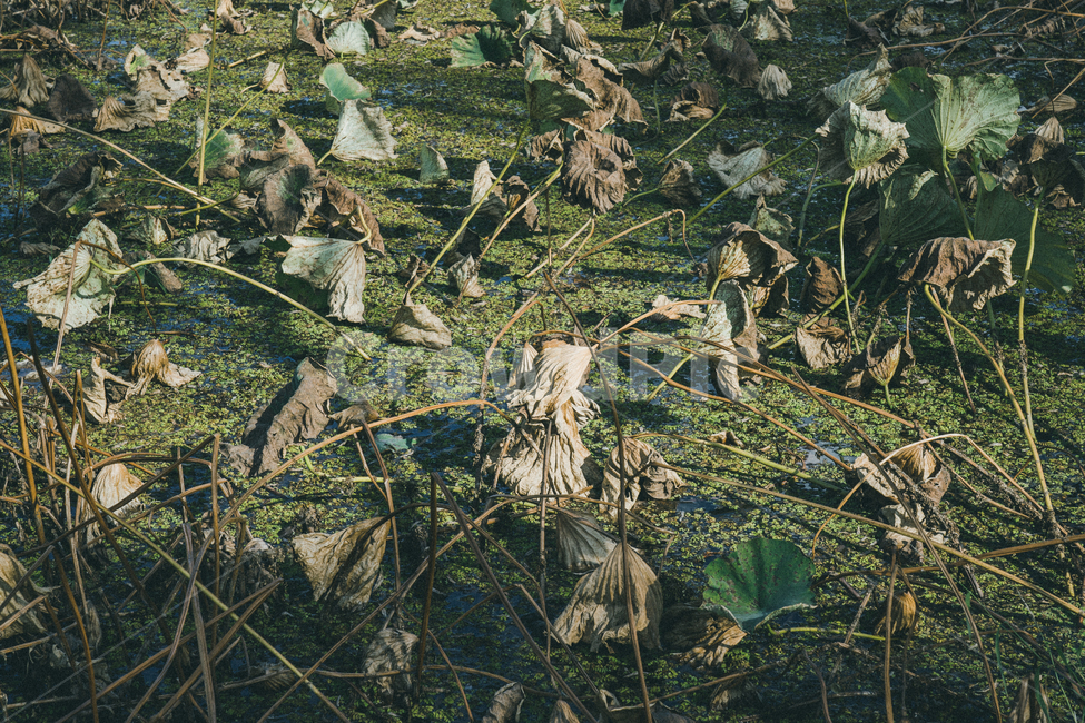 연꽃,연못,자연,nature,lotus,자연,풍경,nature,landscape,식물,plants