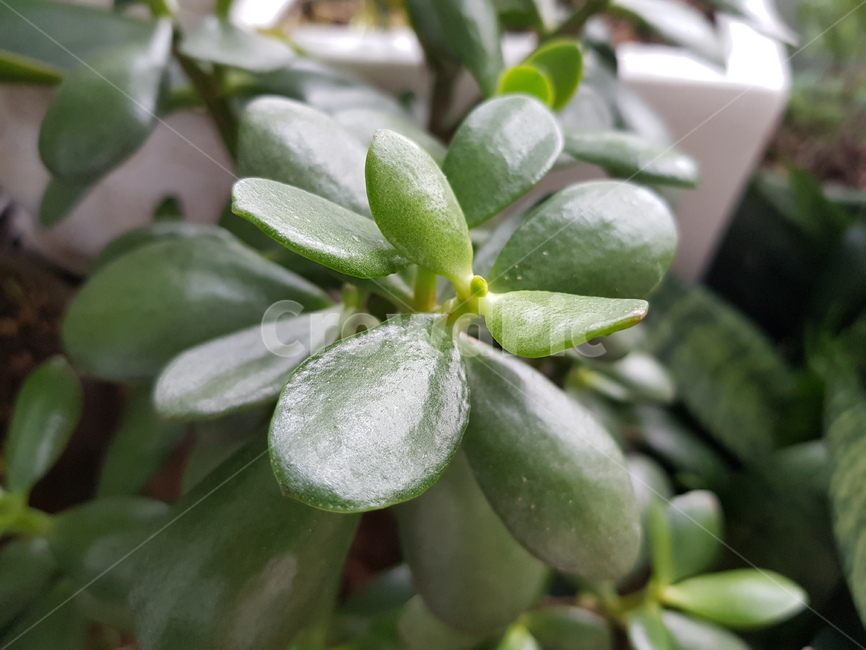 plant,식물,보타닉,green,leaf,식물,자연,plants,nature