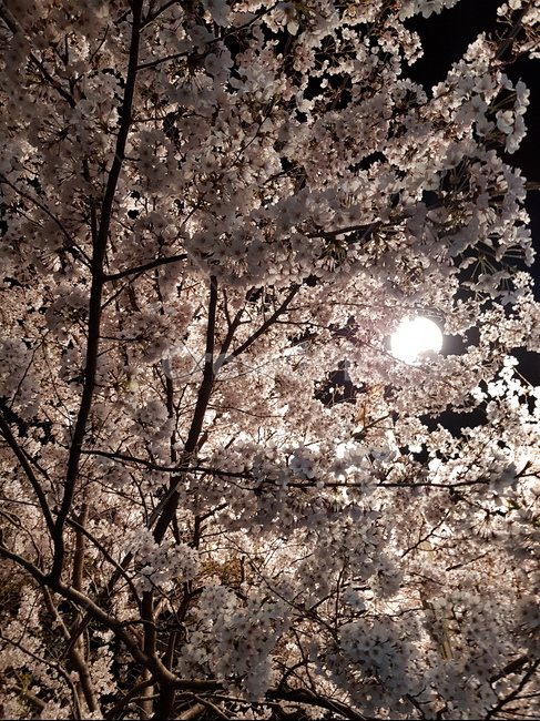 plant,식물,blossom,꽃,cherryblossom,벚꽃,flower